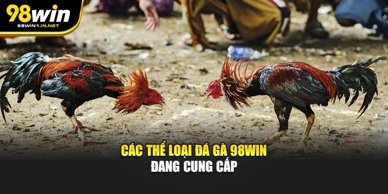 Các thể loại đá gà 98WIN đang cung cấp
