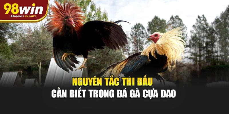 Nguyên tắc thi đấu cần biết trong đá gà cựa dao