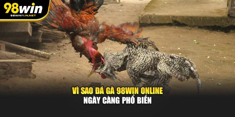 Vì sao đá gà 98WIN online ngày càng phổ biến